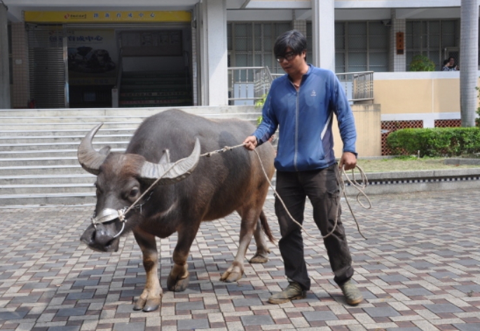 希望水牛療法也可以運用在自閉症、過動兒等特殊需求上。 中洲科大/提供