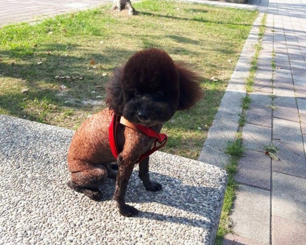 「黑人」經過醫生檢查後身體沒有任何異狀，只是要把毛剃光重長。 范先生/提供