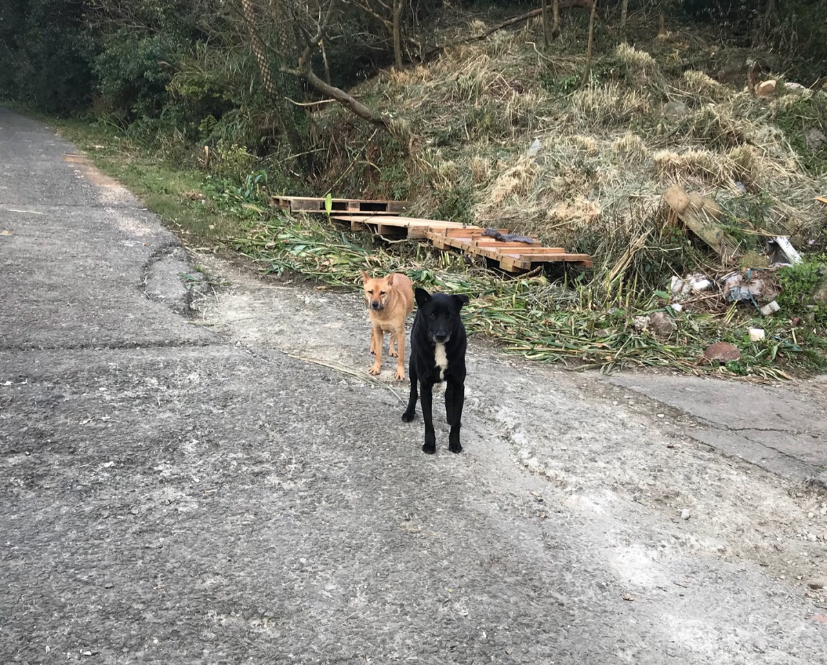 流浪狗數量過多造成遊客安全上的問題。 姚崇仁/攝