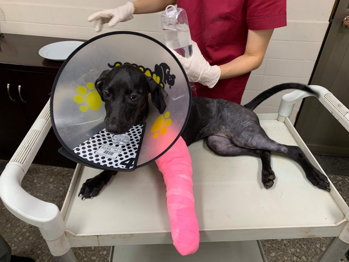 「天嬌」完成前肢骨折手術後由動保員細心照料。 新北市動保處/提供