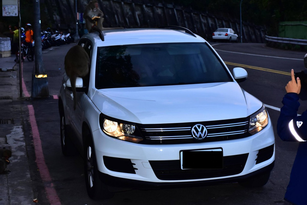 因習慣人類餵食，獼猴看到車子就會跳到車頂上。 林先生/提供