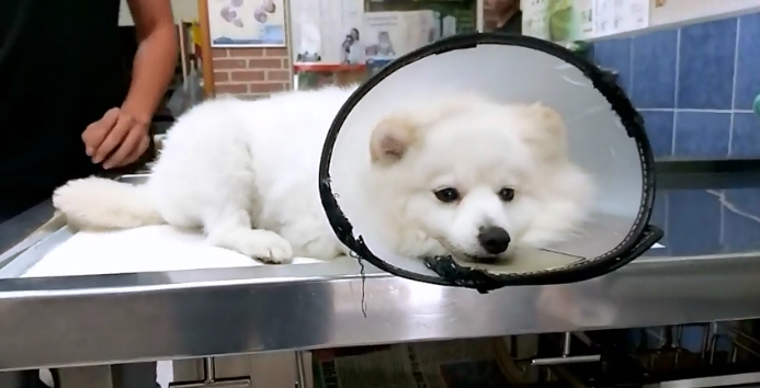 獲救的狐狸犬目前正在動物醫院安置。台灣動物緊急救援小組/提供