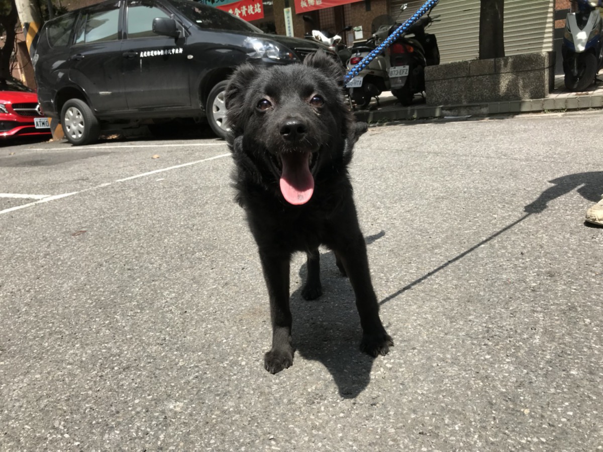 重獲新生的「安妮」即將飛往舊金山展開新的狗生。新北市動保處/提供