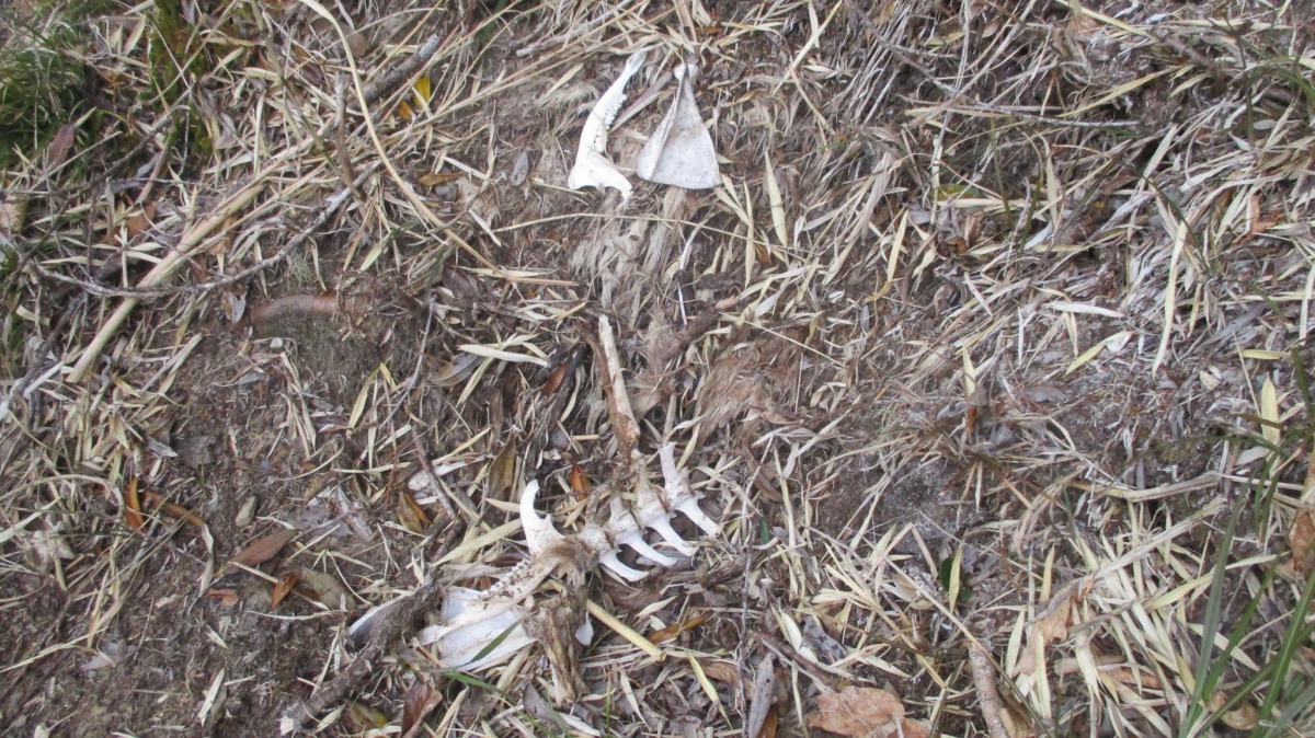 陷阱附近發現到野生動物的遺骸，警方呼籲請勿以身試法。 保七總隊/提供