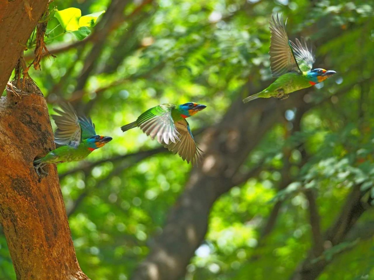 五色鳥喜歡在枯木上啄樹洞來育雛。 拍鳥俱樂部倪小姐/提供