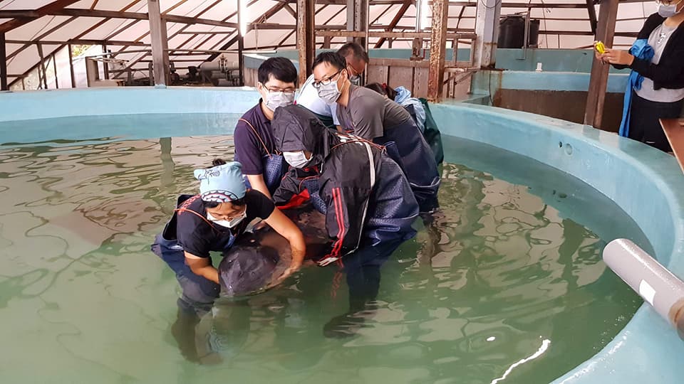 抵達救援基地的侏儒抹香鯨目前健康狀況不佳,需要有人隨時照料。 成大海洋生物及鯨豚研究中心/提供