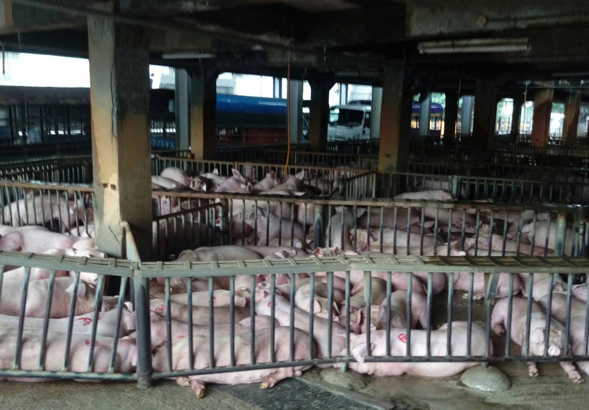 新北肉品市場拍賣交易量為全國之冠。 新北市動保處/提供