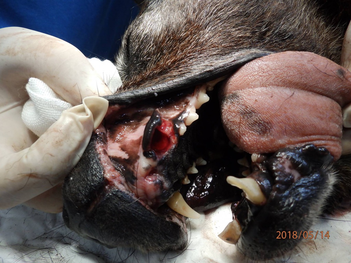 狗狗牙齒斷裂。 嚴先生/提供