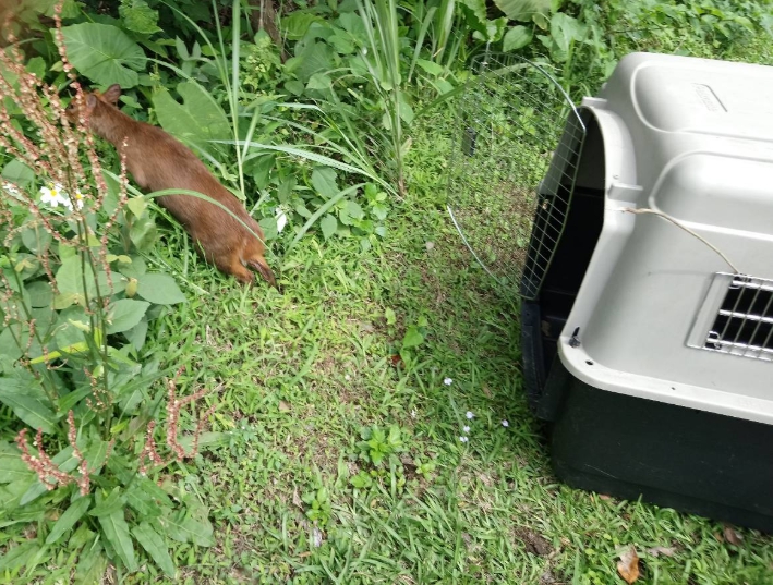 等到山羌恢復體力之後進行野放。新北市動保處/提供