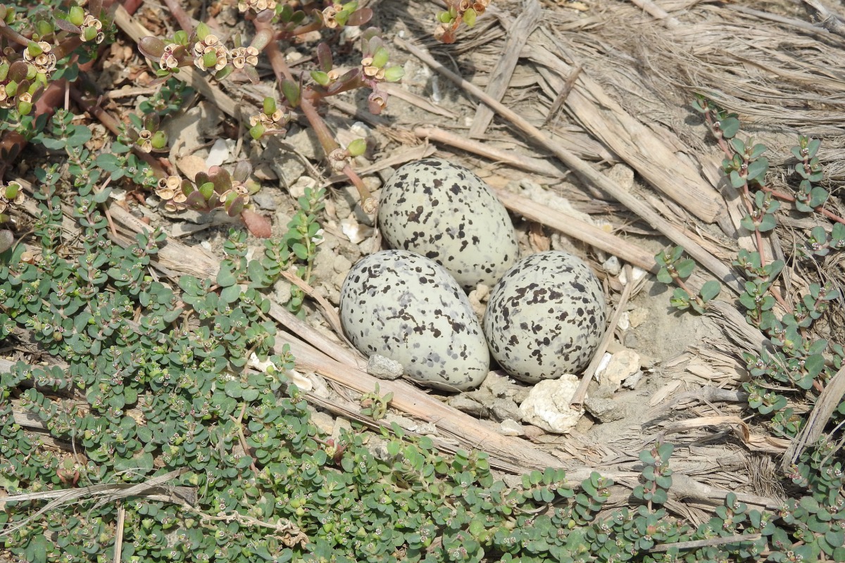 小燕鷗的蛋殼顏色不易被發現，容易發生誤踩的憾事。拍鳥俱樂部李姓鳥友/提供