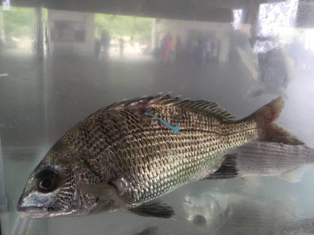 為了追蹤後續生存與適應的情況，農業局與海洋大學研究團隊在牠們身上別上T型標示。 新北市漁業處/提供