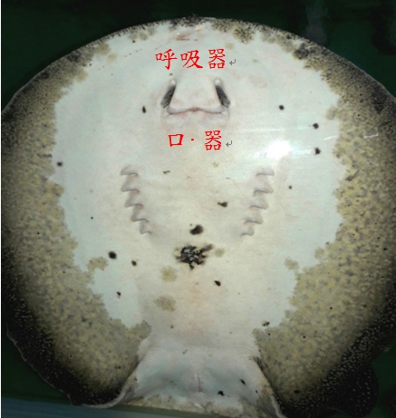 魟魚的呼吸器與口氣神似「囧」字。 新北市動保處/提供
