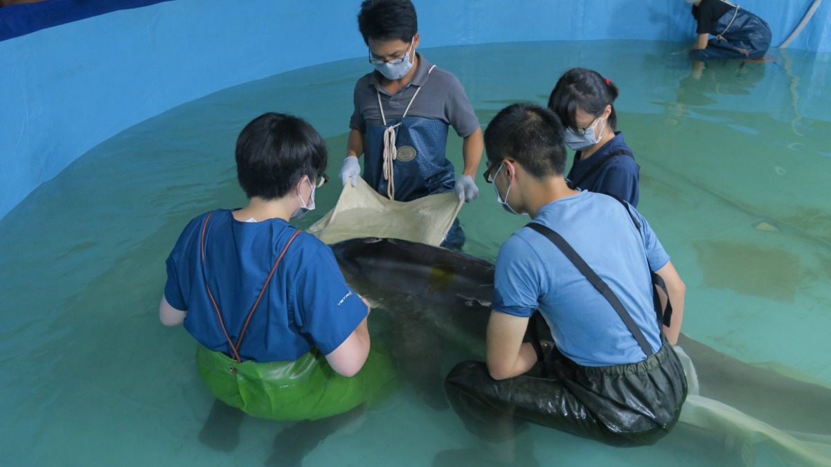 野放後又擱淺的糙齒海豚經過安置以及搶救後仍不幸死亡。 取自/中華鯨豚協會