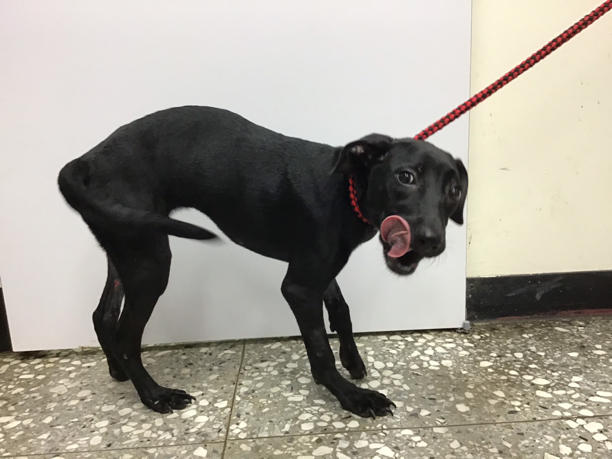 「天嬌」經過一個月的照護後順利能夠用雙腿站立，目前在楊懷民的狗園生活。 新北市動保處/提供