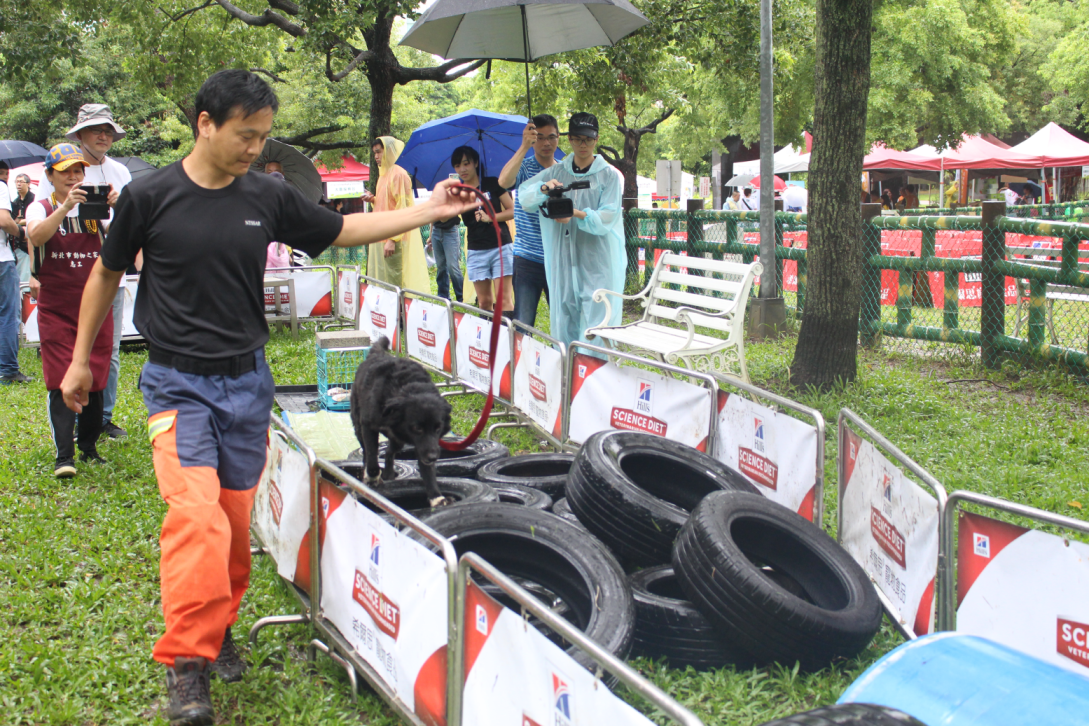 新北市消防局搜救犬相當迅速完成障礙賽。 姚崇仁/攝