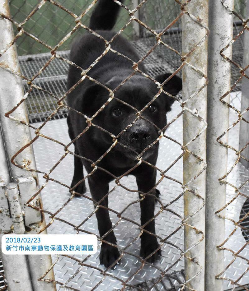 被邱姓男子領養的「小辣椒」。 丸子/提供