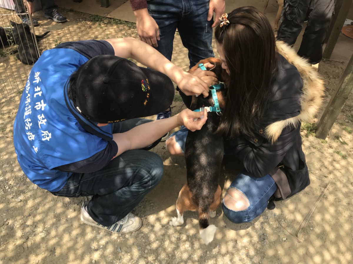 新北市動保處獸醫師替狗狗施打疫苗。 姚崇仁/攝