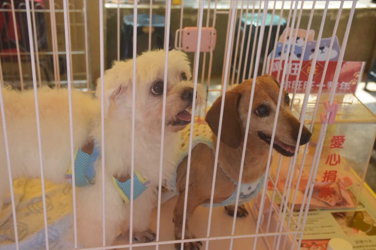 新北市流浪動物生命關懷協會於活動現場設立浪浪送養區。 姚崇仁/攝