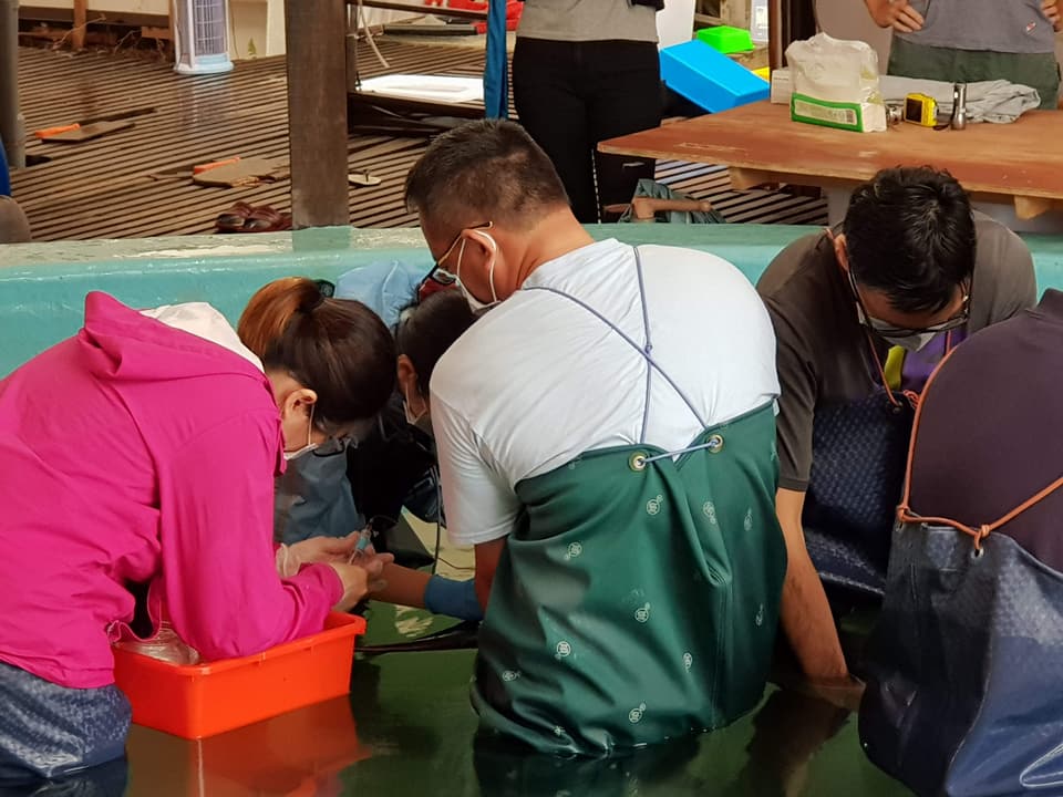 成大海洋生物及鯨豚研究中心人員幫侏儒抹香鯨抽血檢查身體。 成大海洋生物及鯨豚研究中心/提供