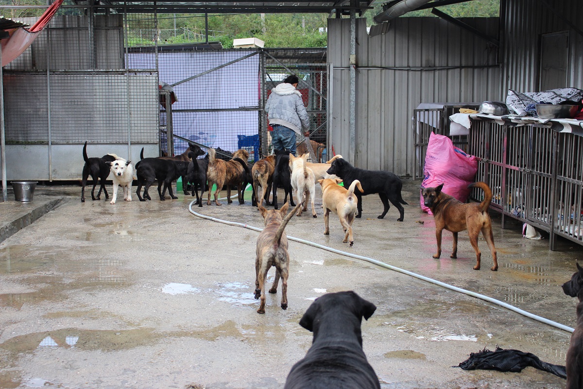「張媽媽流浪動物之家」目前大約有700多隻浪狗在這邊生活，若是遭詐的善款要不回來牠們恐怕會無家可歸。 台灣動物新聞網資料照片 李娉婷/攝