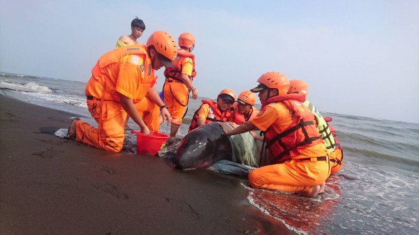 屏東林邊溪口3日發現一隻擱淺的侏儒抹香鯨，但在隔天就因心肺衰竭不幸死亡。第6岸巡隊/提供