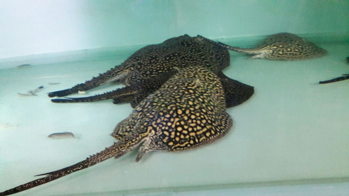 魟魚的毒性強，應盡量避免在有魟魚出沒的區域活動。 新北市動保處/提供