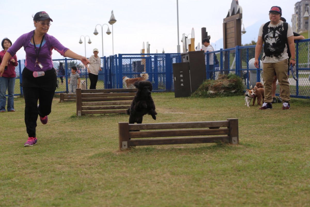 「毛寶貝動次動運動會」8月11日在蘆堤寵物公園舉行。 新北市動保處/提供