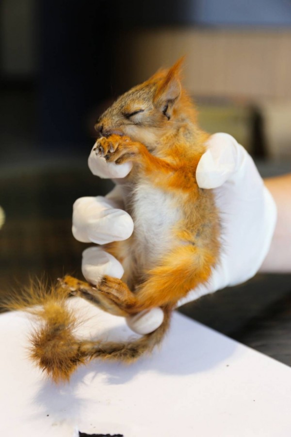 一共7隻歐亞紅松鼠被依法實施安樂死。 金門縣政府/提供