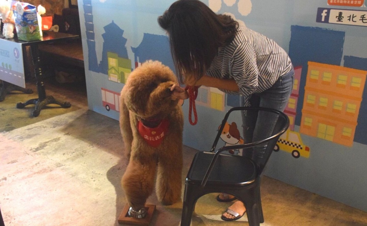 高人氣店狗「古荳」只要一聽到客人要結帳時就會按鈴呼叫店員。 姚崇仁/攝