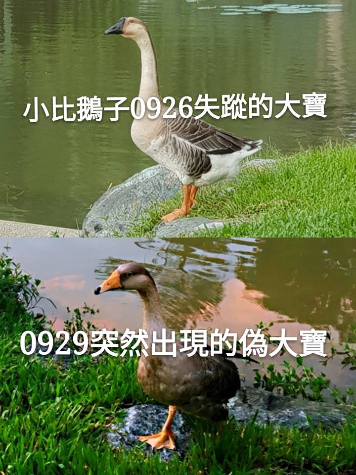 「大寶」失蹤後大湖公園多了一隻成鵝，懷疑是想要掩人耳目。 溫芳玲/提供