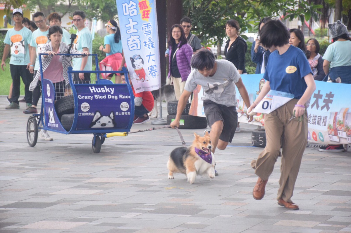 體重滿15公斤的威爾斯柯基犬「高玩玩」也來參加比賽,速度也相當快。 姚崇仁/攝