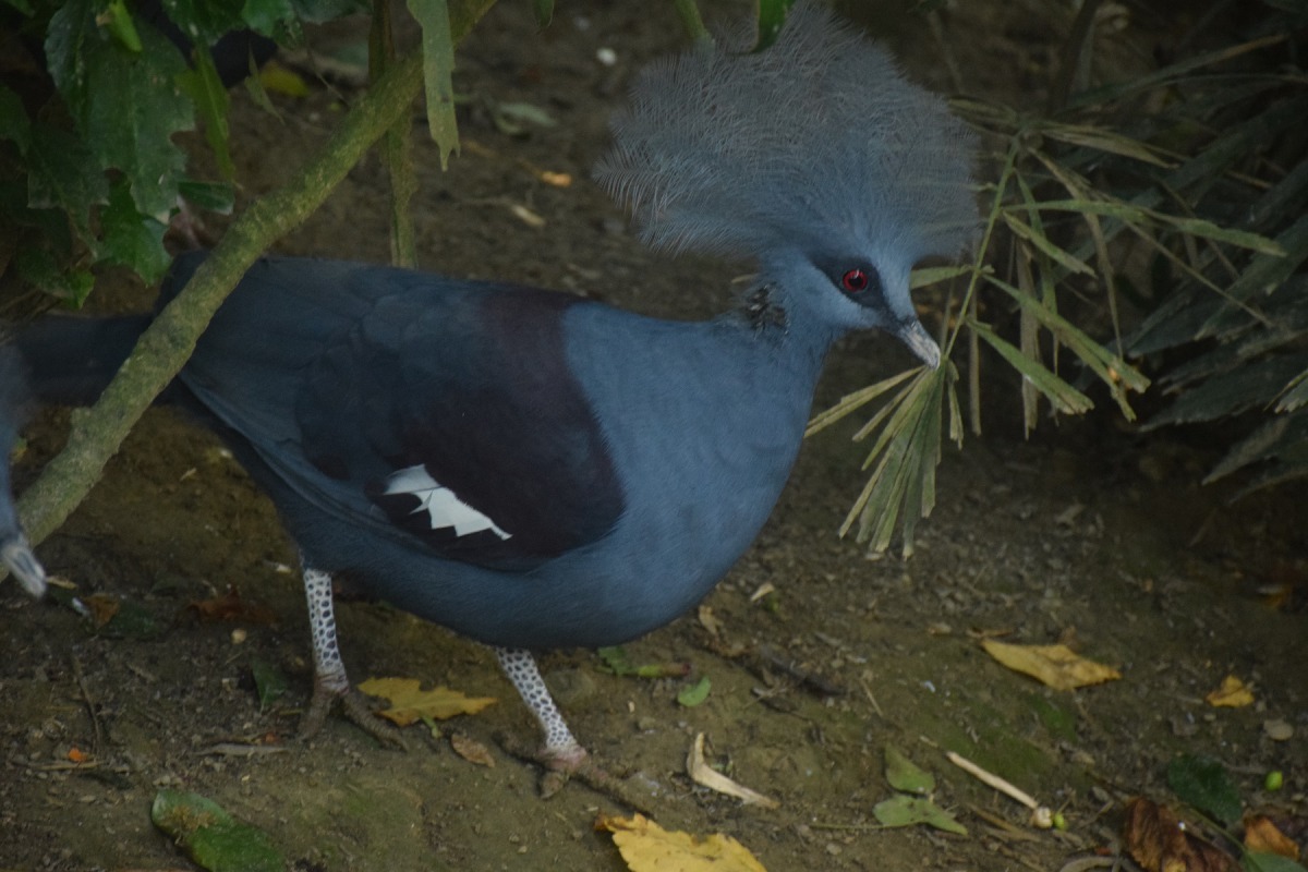 在綠世界鳥類園區的黃冠鶴是世界上體積最大的鴿子。 姚崇仁/攝