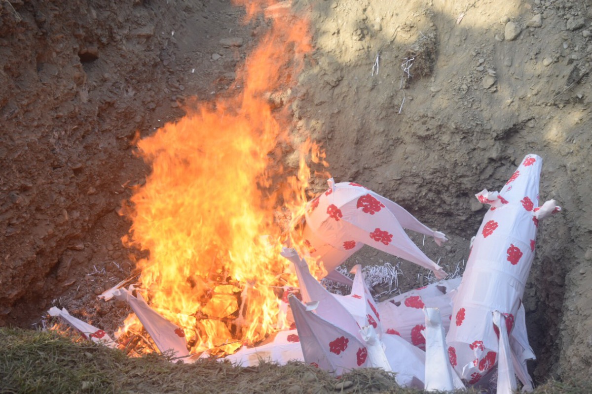 豬隻屍體透過緊急焚燒掩埋場處理。 姚崇仁/攝