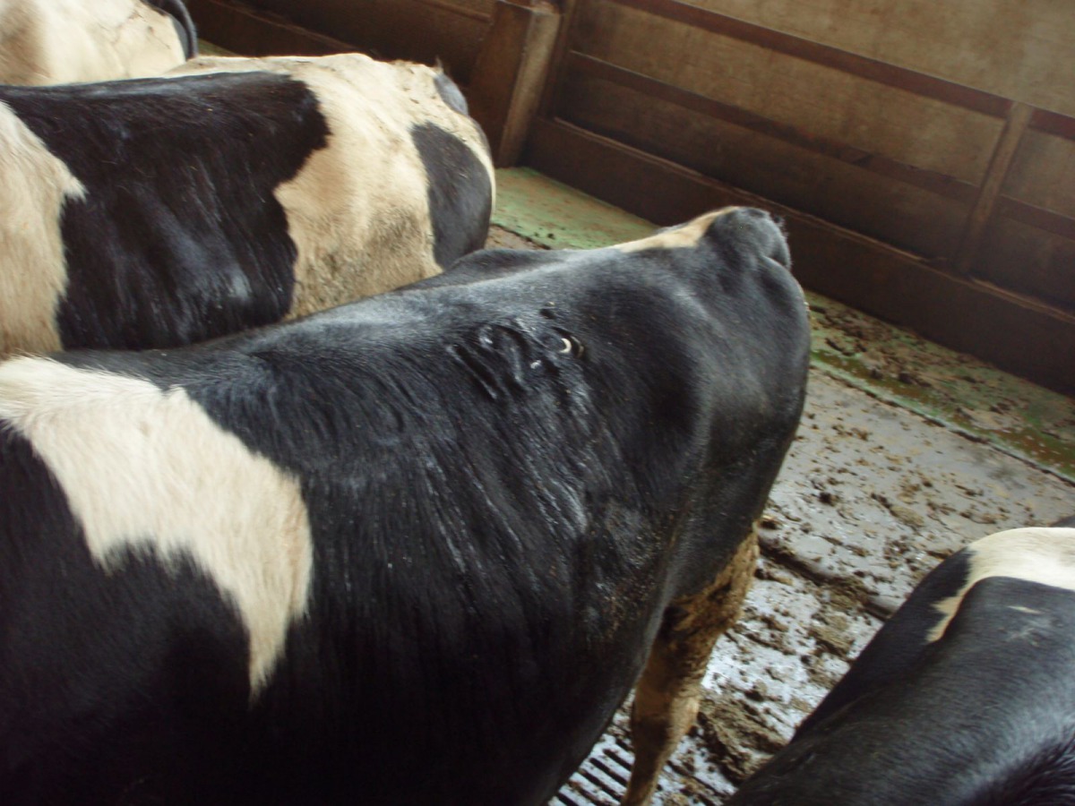 剛完成液態氮烙印的牛隻,大約一到三週就會長出白毛。 新北市動保處/提供