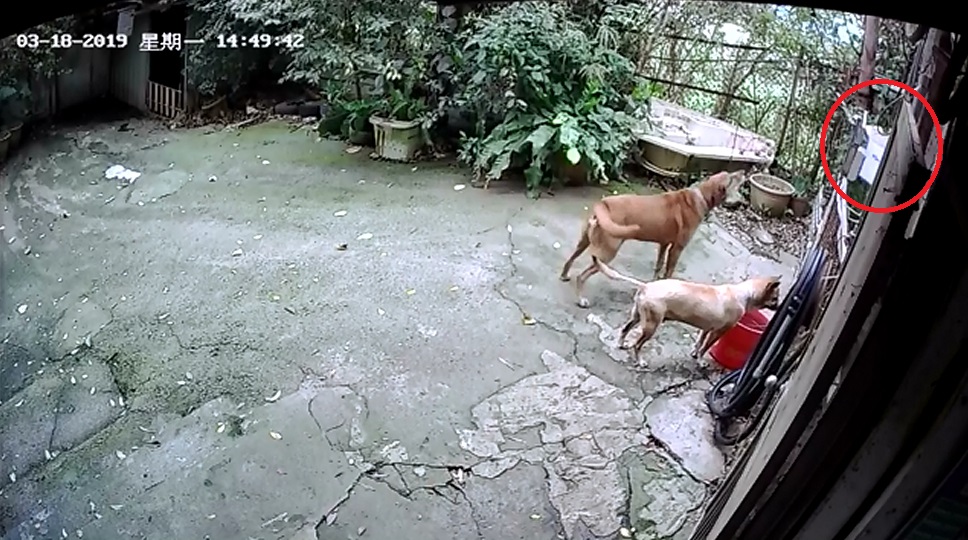 男子將紙箱放在門口時(紅圈處)被保育場內的「大黃」不停吠叫。中華民國保護動物協會/提供