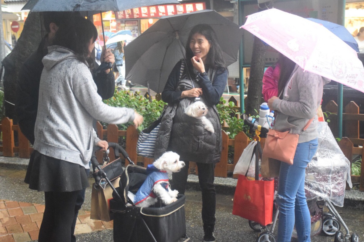 許多飼主帶著毛小孩前來響應活動。 姚崇仁/攝