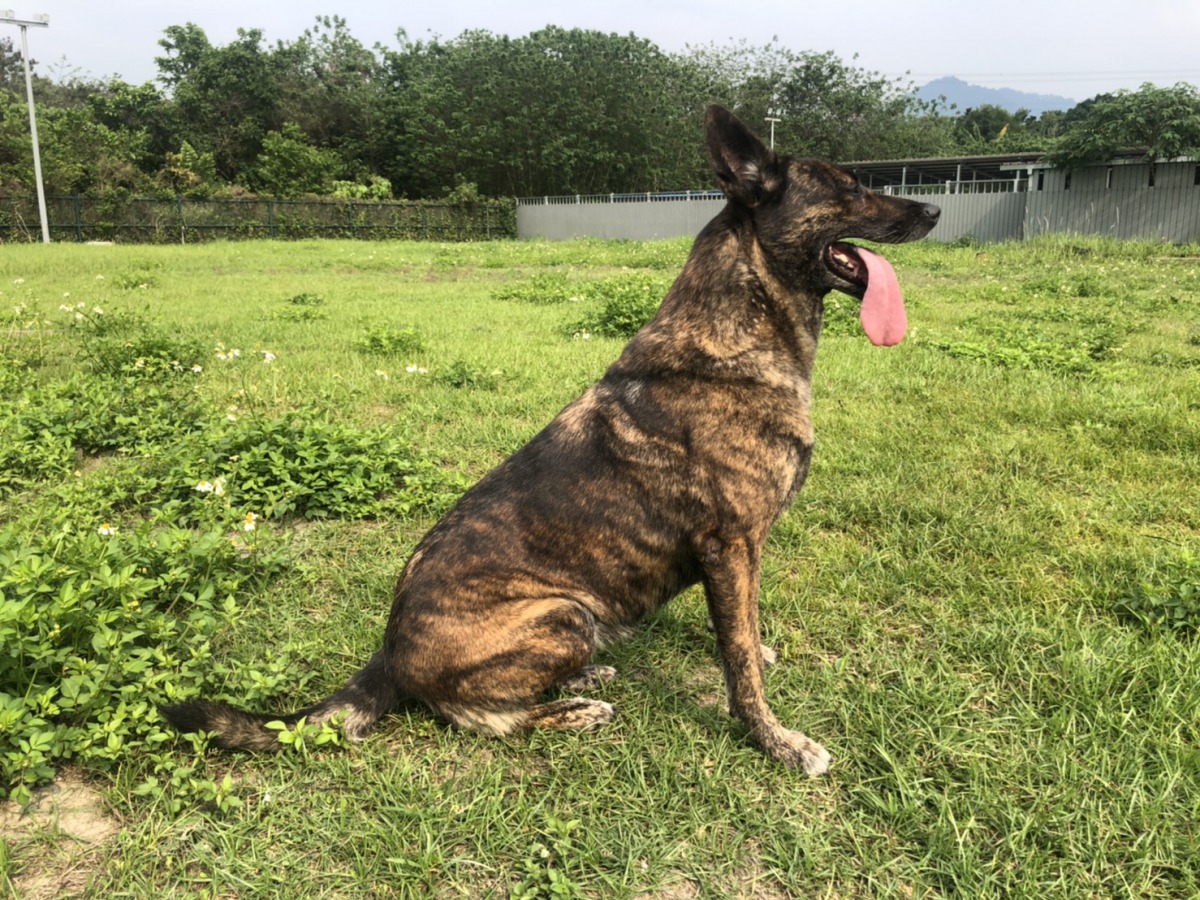 8歲荷蘭牧羊犬「Nala」。 消防署/提供