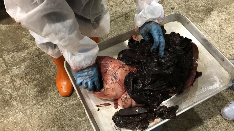 母虎鯨胃裡的18個塑膠袋。成大海洋生物及鯨豚研究中心/提供