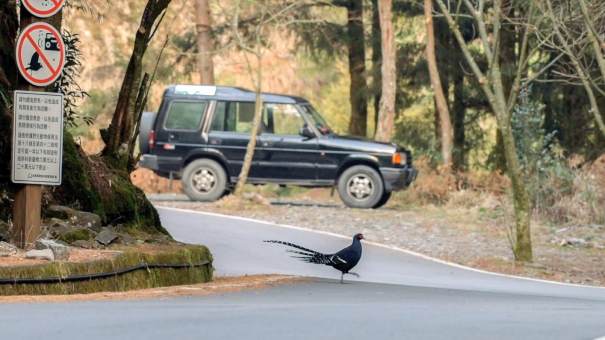 環境遭到破壞，臺灣帝雉過馬路都要很小心。 林務局/提供