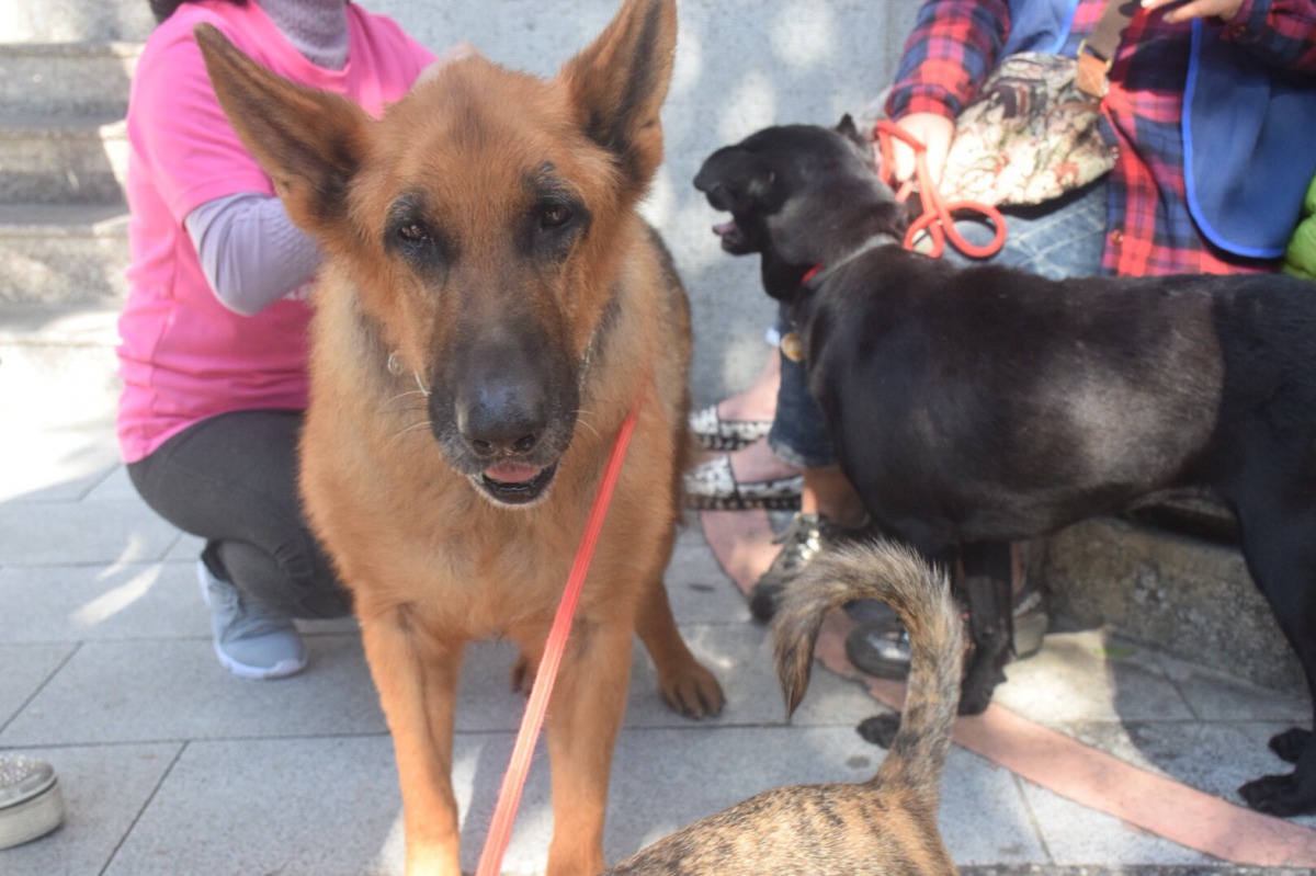 「大傻」在張媽媽進到法院後仍乖乖地在門口等她出來。 姚崇仁/攝