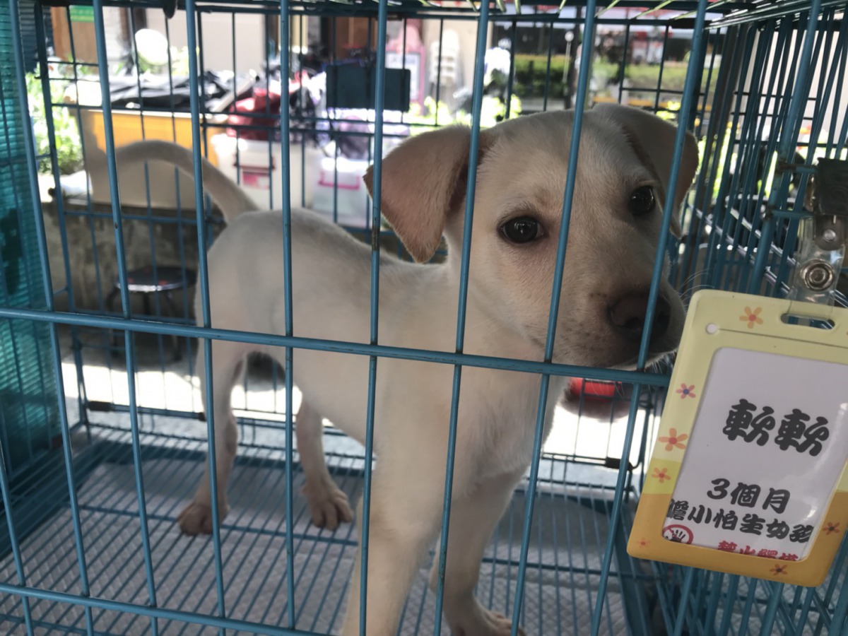 流浪動物花園協會在活動現場設立浪犬送養區。姚崇仁/攝
