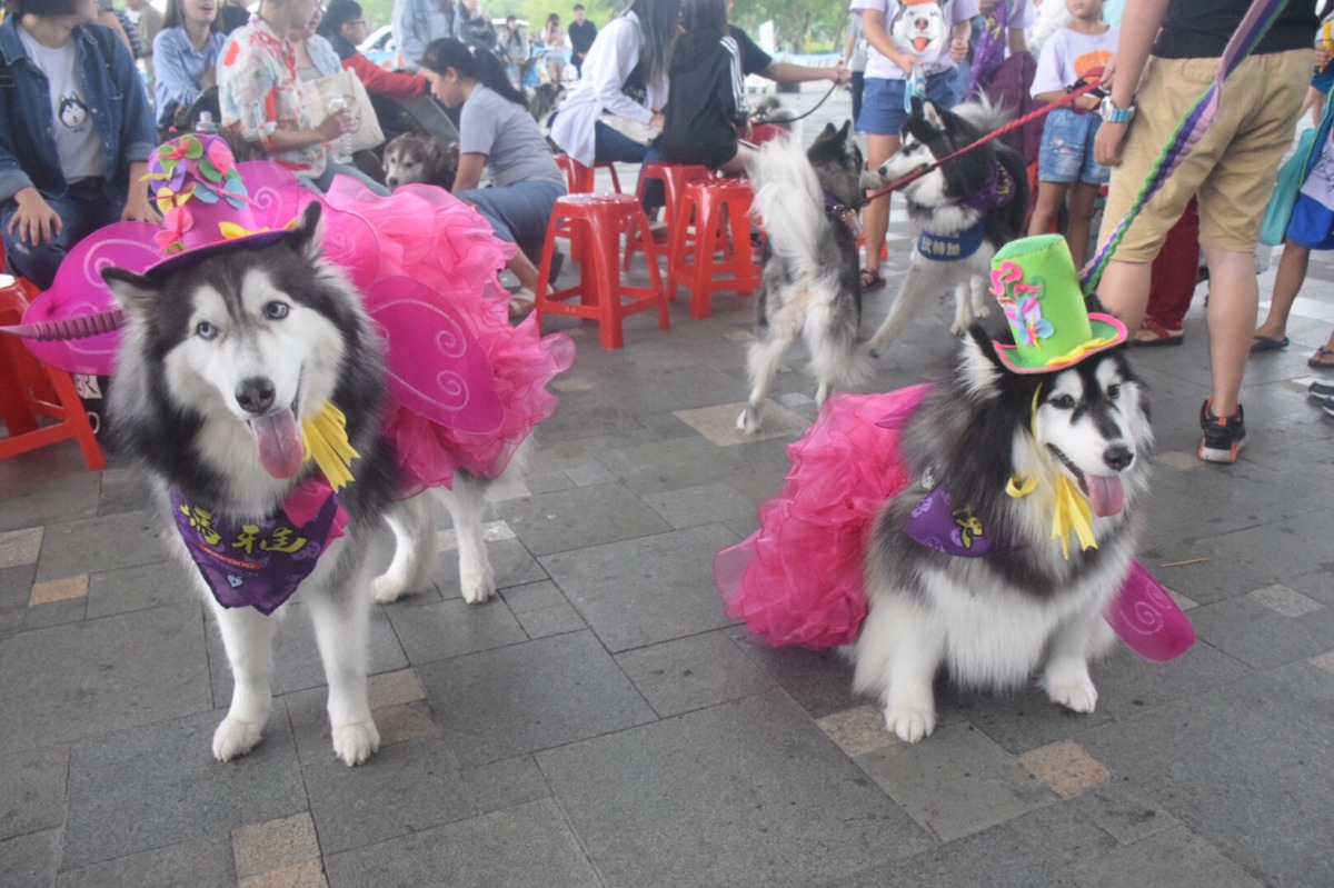 飼主替愛犬精心打扮吸引許多人的目光。 姚崇仁/攝