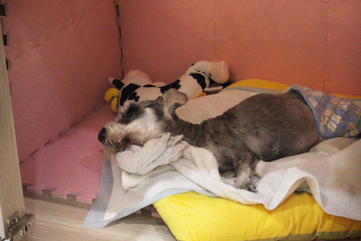 寵物幼兒園也有提供長照服務，為飼主分擔照顧高齡犬的負擔。 姚崇仁/攝