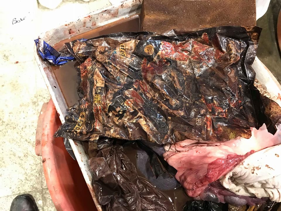 母虎鯨胃裡的魚餌包裝袋。成大海洋生物及鯨豚研究中心/提供