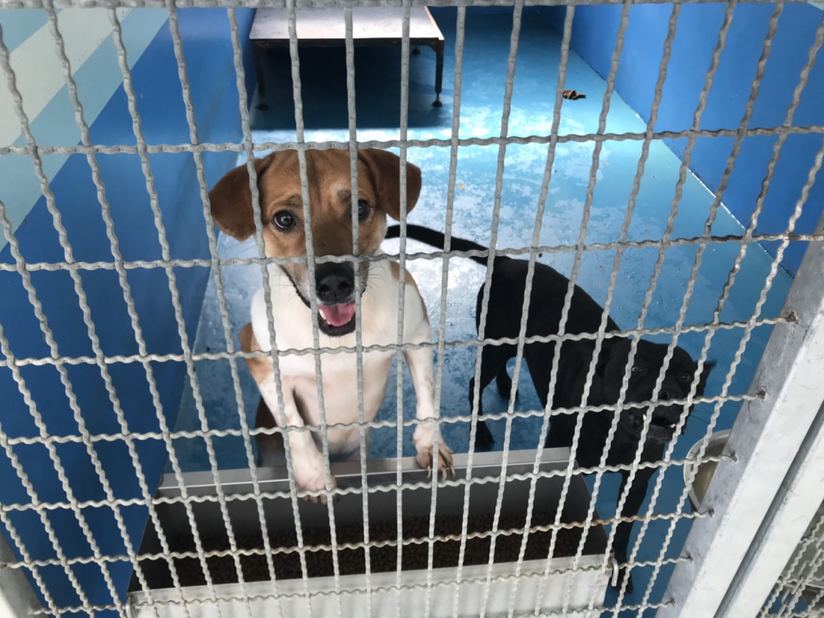 生態保育教育中心犬舍目前約有50隻浪浪開放民眾認養。 姚崇仁/攝