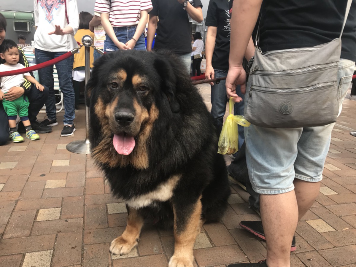 有毛爸帶著飼養的獒犬來到現場，吸引許多民眾目光。 姚崇仁/攝