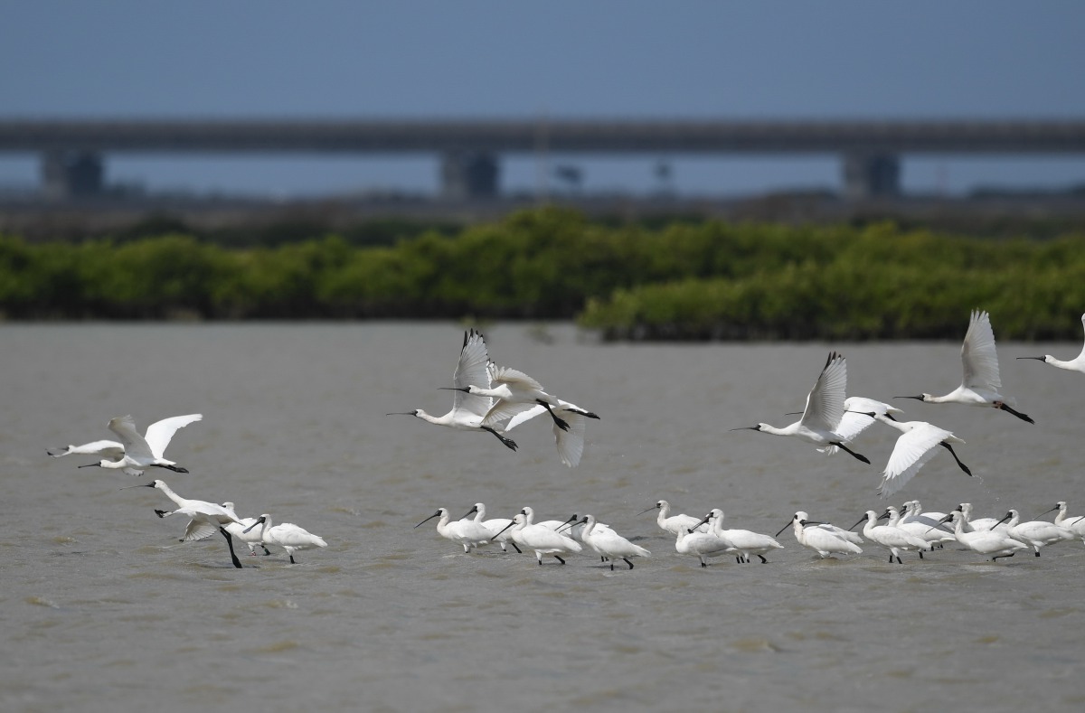 黑面琵鷺來台數量連年屢創新高。台南生態保護學會/提供