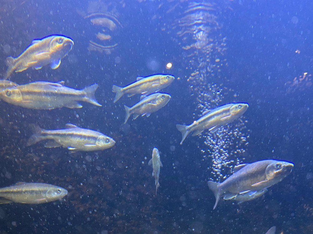 展覽展出的臺灣縱紋鱲因環境舒適得宜，在非繁殖季孵出小魚。 陽明山國家公園管理處/提供