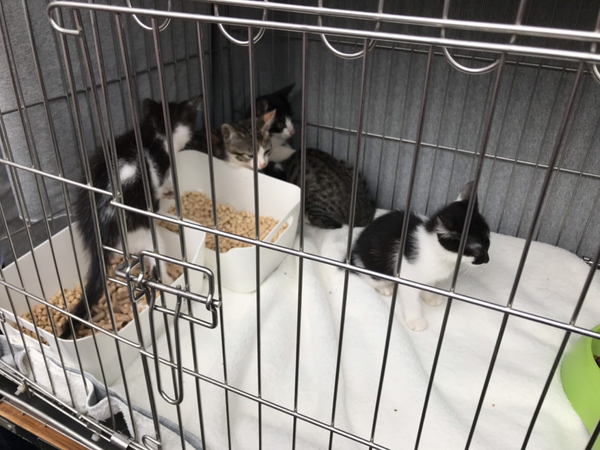 現場還有許多幼犬貓開放給民眾認養。 姚崇仁/攝