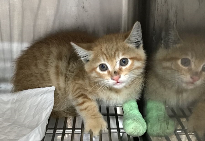 受困引擎蓋裡頭的小橘貓，最後順利被救出。 新北市動保處/提供